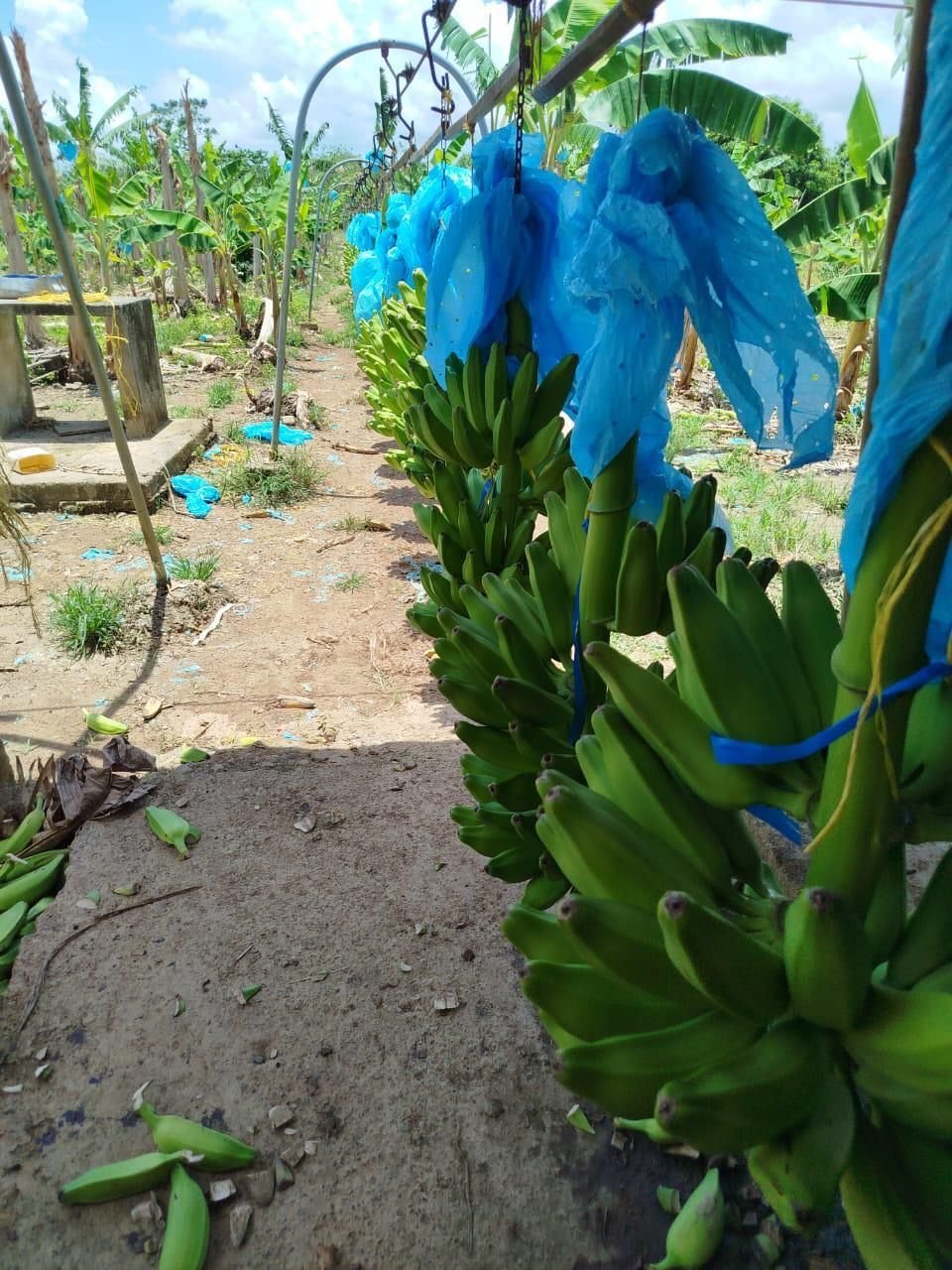 Cultivo de plátano en la finca