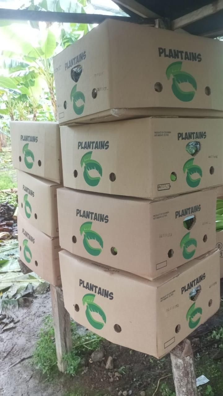 Cajas de plátano en la finca