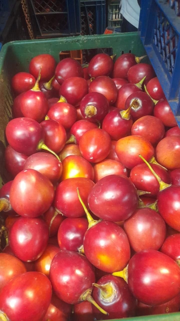 Tomate de árbol